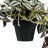 Artificial Vine Ruscus Leaf Hanging Plant