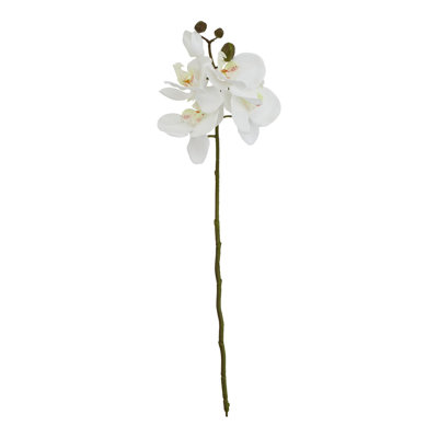 Anastasija Arrangement