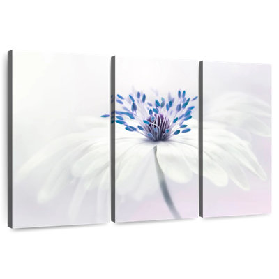 Fleur Harnek Anemone Blanda