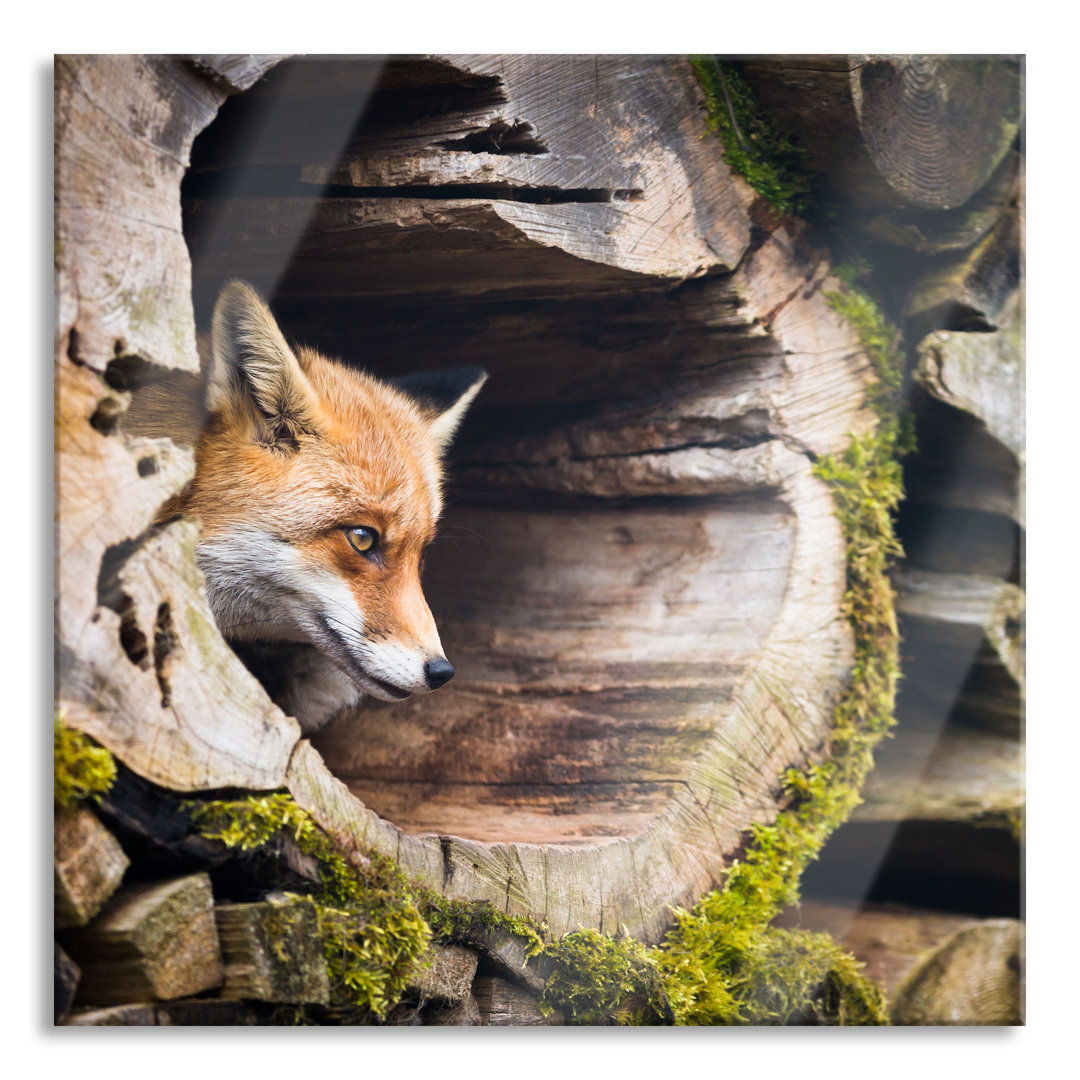 Ungerahmtes Foto auf Glas "Fox in a Tree Trunk"