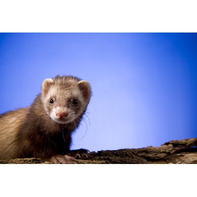 Ferret on a Log by Jhayes44