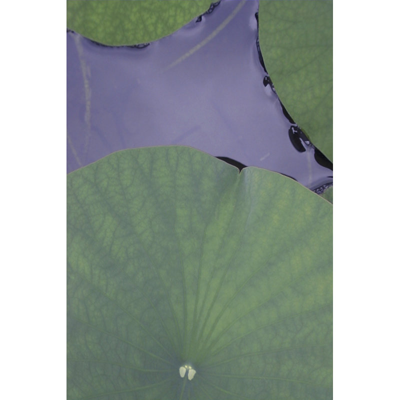 Lotus Detail X by Jim Christensen - Wrapped Canvas Print, 46cm H x 30cm W