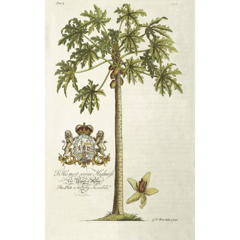 Papaya Tree Print by Porter Design, Outdoor, 27" H x 18" W x 1.5" D