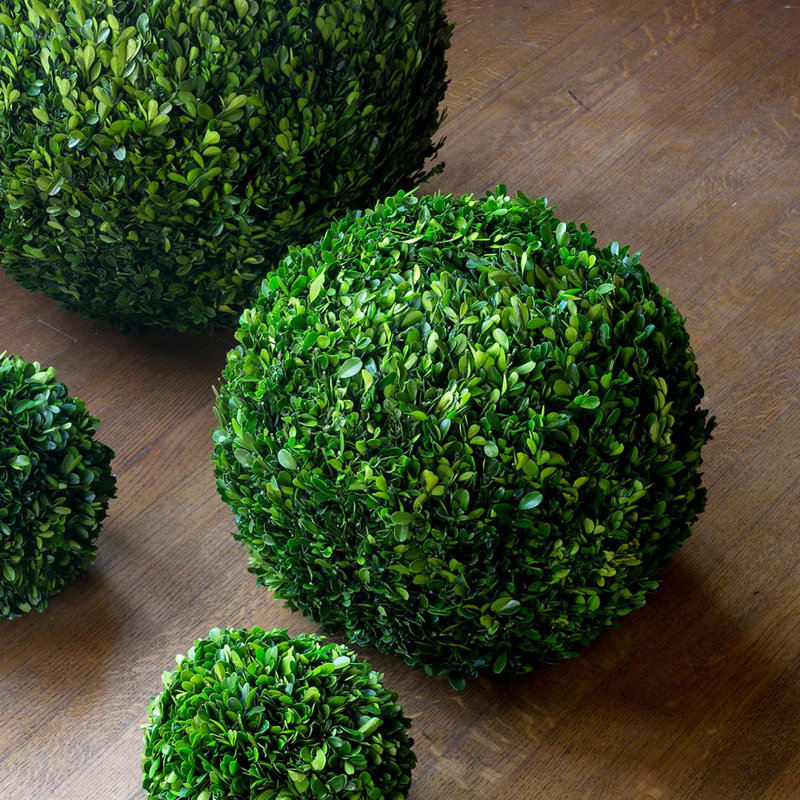 Boxwood Plant in, 16" H x 16" W x 16" D