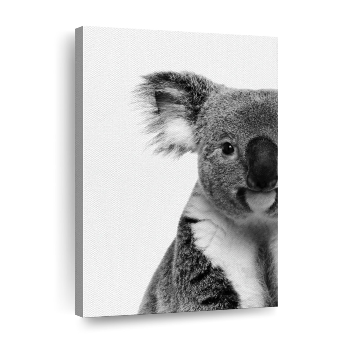 Koala 12 - Jos Coufreur