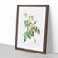 Apple Rose In Pink by Pierre-Joseph Redoute - Single Picture Frame Painting-55544902-55544906