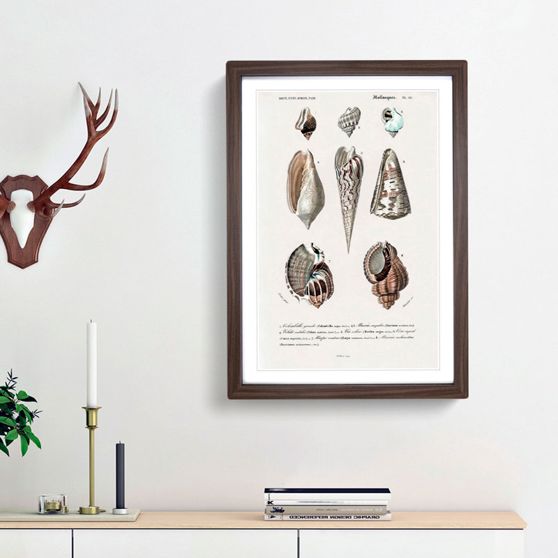 Mollusc Shell Illustrations PL. 25 by Charles D' Orbigny - Picture Frame Graphic Art Print, Walnut Framed