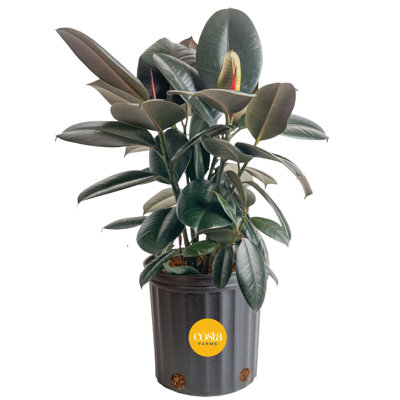 Costa Farms Indoor Burgundy Rubber House Plant in 10-inch Grow Pot