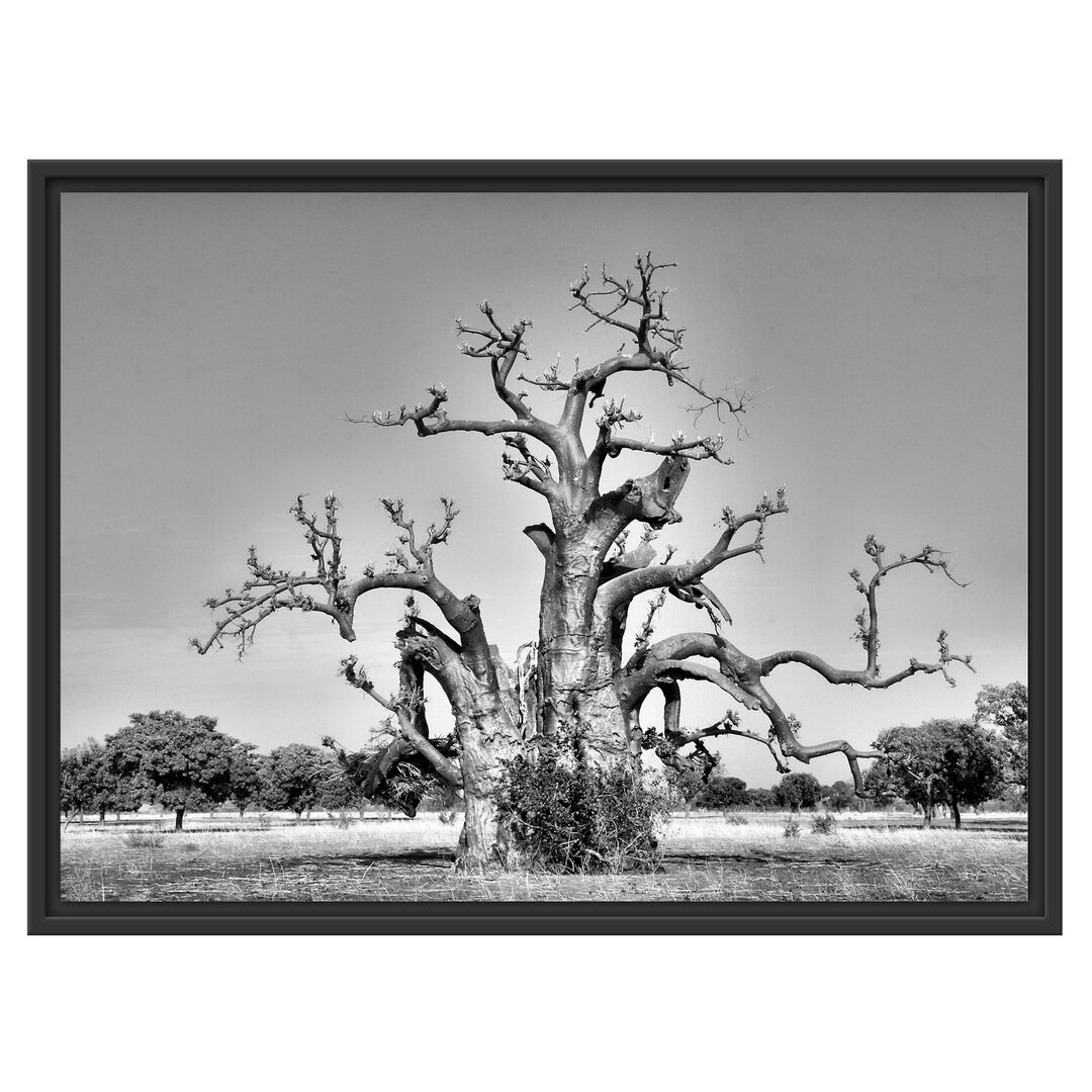 Gerahmtes Wandbild vertrockneter Baum in der Savanne