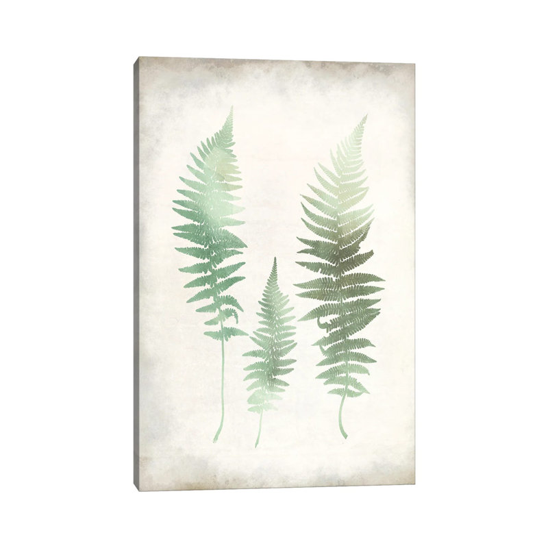 Watercolour Fern I Vintage by Kimberly Allen - Wrapped Canvas Print, 101.6 cm H x 66.04 cm W x 3.175 cm D