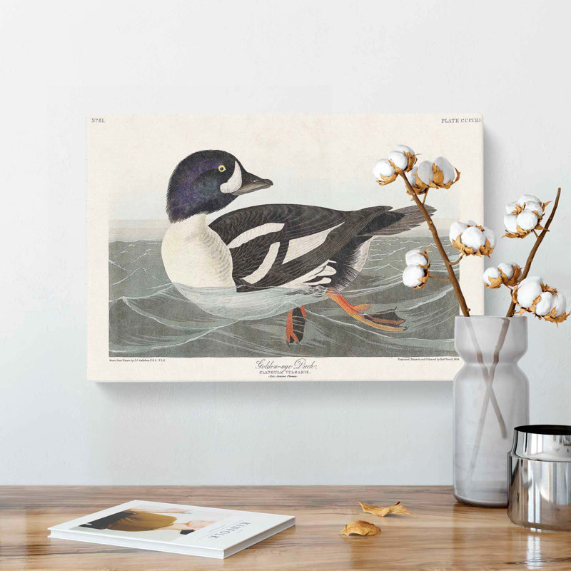 Golden-Eye Duck by John James Audubon - Wrapped Canvas, 40cm H x 60cm W x 3cm D