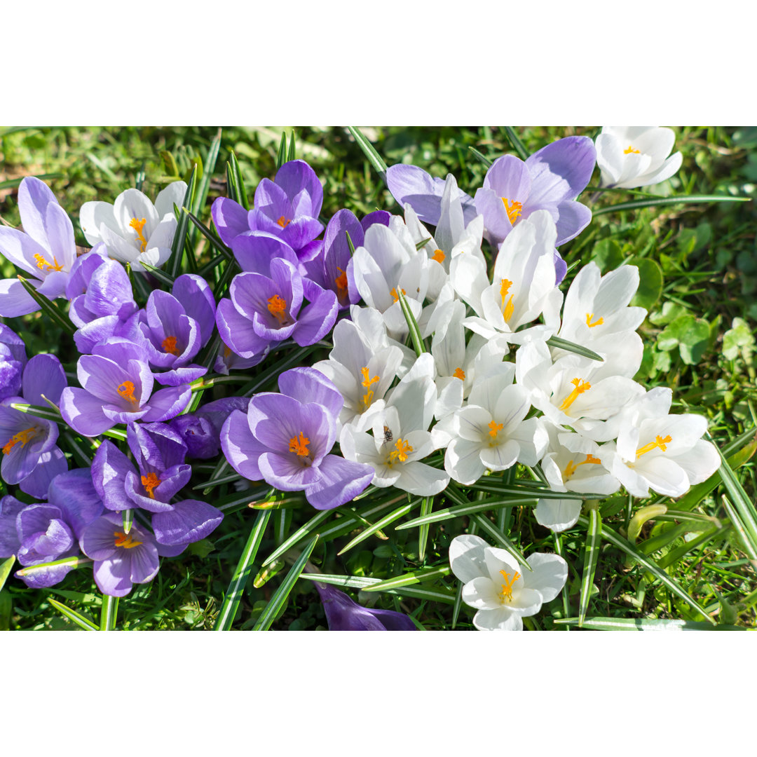 Leinwandbild Lila und weiße Krokusse auf einem Blumenbeet, Nahaufnahme