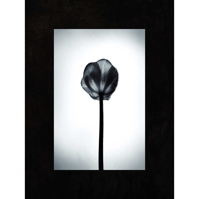 " Tulip ", 16" H x 12" W