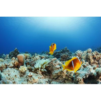 Anemone Clownfish par Ultramarinfoto