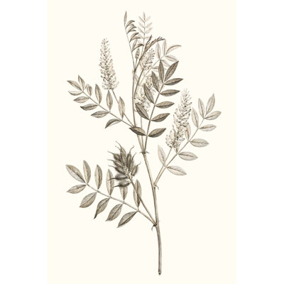 Neutral Botanical Study III by Vision Studio - Painting Print