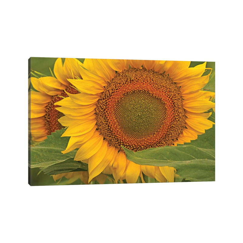 Tournesol en gros plan par Brian Wolf - Toile tendue avec châssis sur toile tendue, H 18 po x l 26 po x P 1,5 po