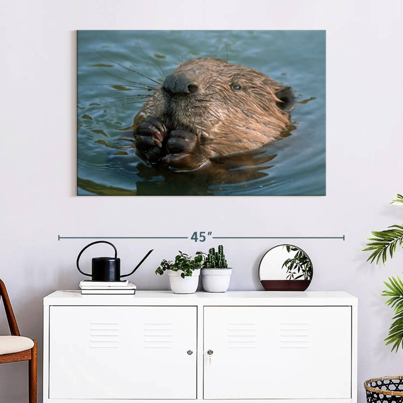 Brampt Beaver In The Water, 32'' H x 48'' W