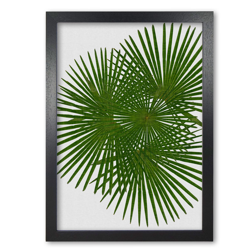 Fan Palm - Print, Black Grain Frame, 85 cm H x 60 cm W x 5 cm D