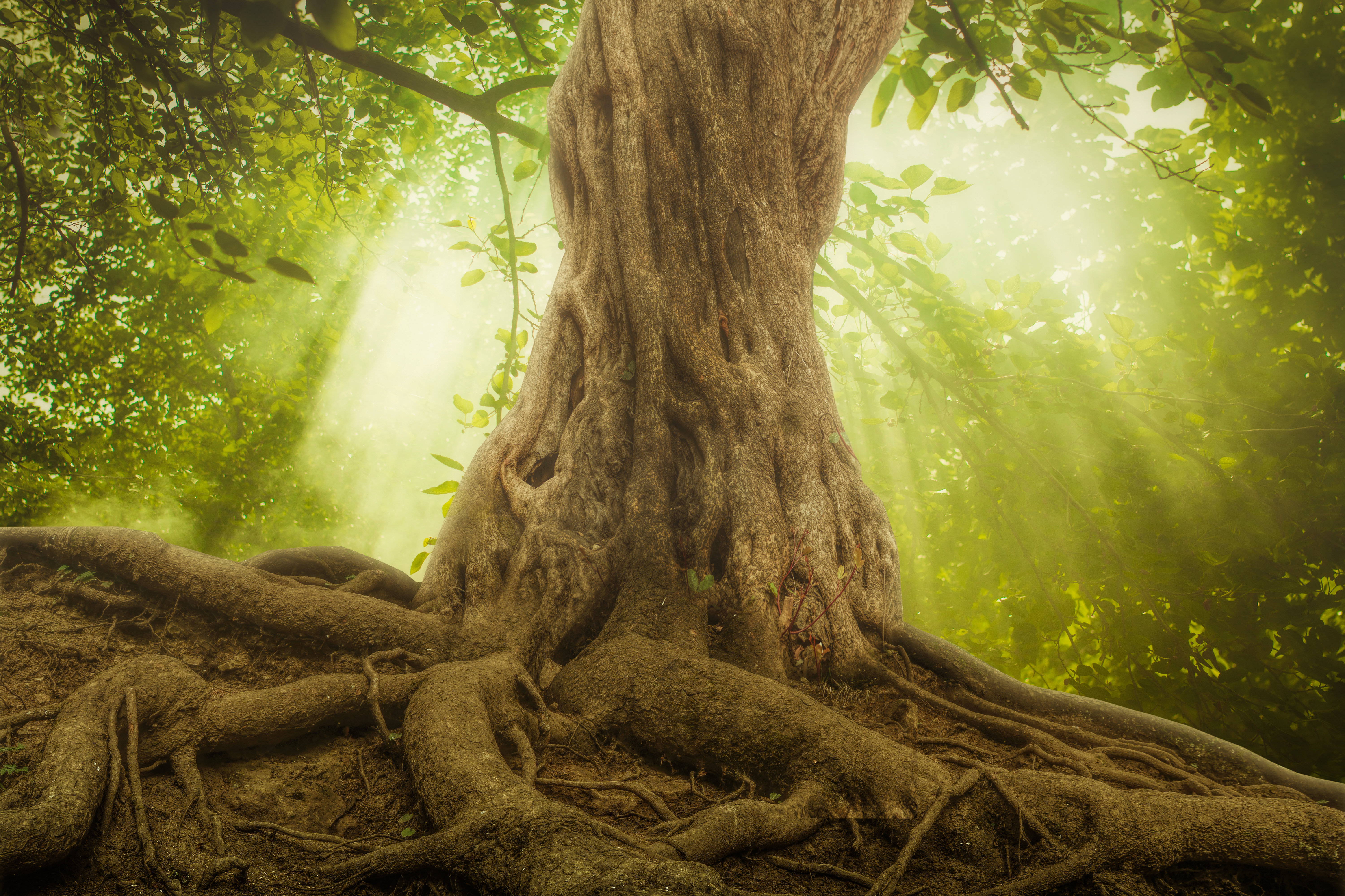 Union Rustic Tree Roots - Wrapped Canvas Photograph | Wayfair.ie