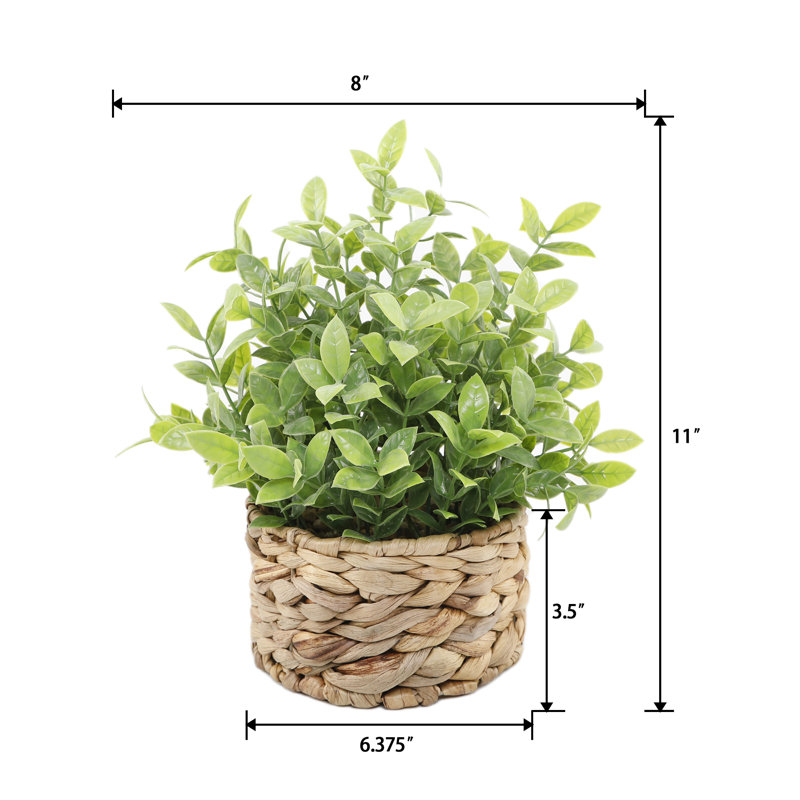 Tealeaf In 6“ Basket  6.25*6.25*3.5