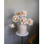 Faux Green Waratah Protea 16.5”-387507832-387507833