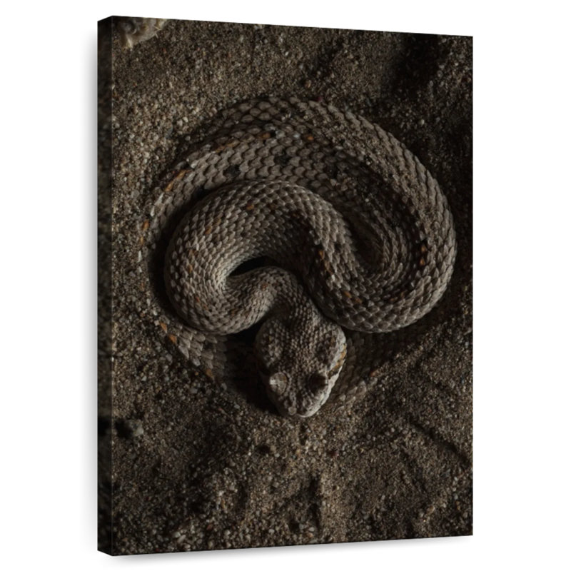 Brampt Coiled Horned Rattlesnake, 39" H x 26" W