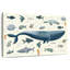 Animaux de mer-107673858
