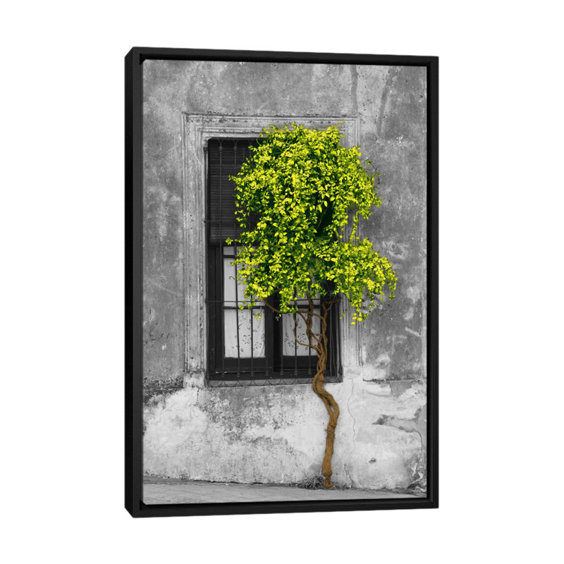 Arbre en face de la fenêtre par Panoramic Images - reproduction de photo sur toile, H 48 po x l 32 po x P 1,5 po