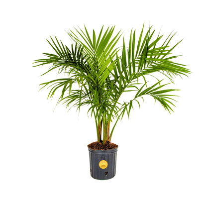 Majesty Palm Tree in Nursery Pot