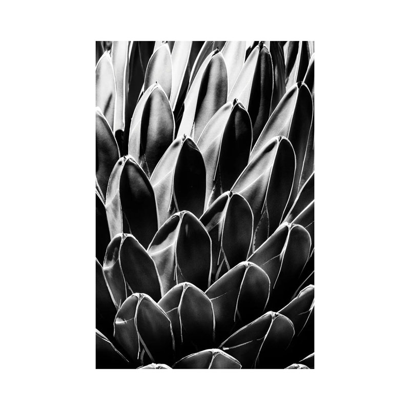 Queen Victoria Agave - Wrapped Canvas Print, 66.04 cm H x 45.72 cm W x 1.91 cm D