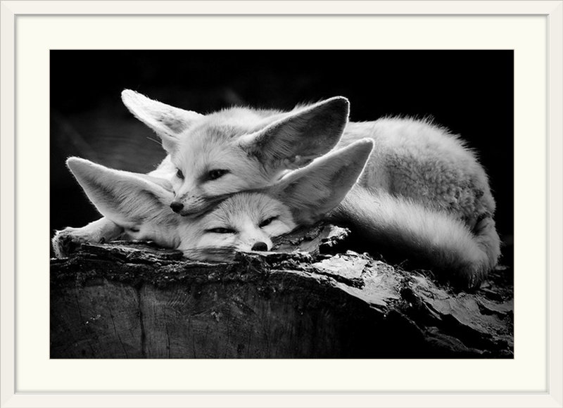 Straub 'The Happy Couple by Inna Blar Photographic Print The Twillery Co.® 