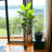 7 ft Black 84 Banana Tree Plant
