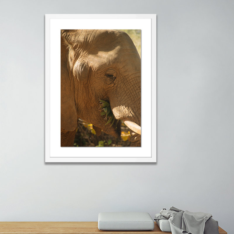 Elephant 1 by Jade Hammer, White, 24" H x 18" W x 1.5" D