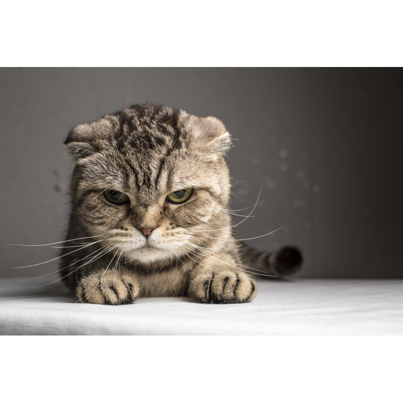 Drôle de chat gris rayé - photographie sur toile tendue, H 8 po x l 12 po