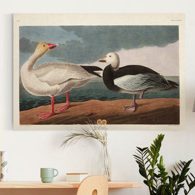 " Pl 381 Snow Goose "