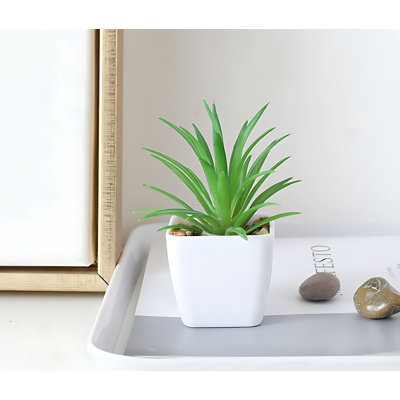 Plante grasse 3,93 po