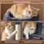 116.5cm H Cat Tree-1010307068