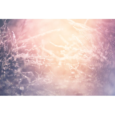 Ð¡olorful Frozen Grass Background by Danilovi - No Frame Print on Canvas