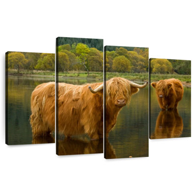 Bathing Highland Cow