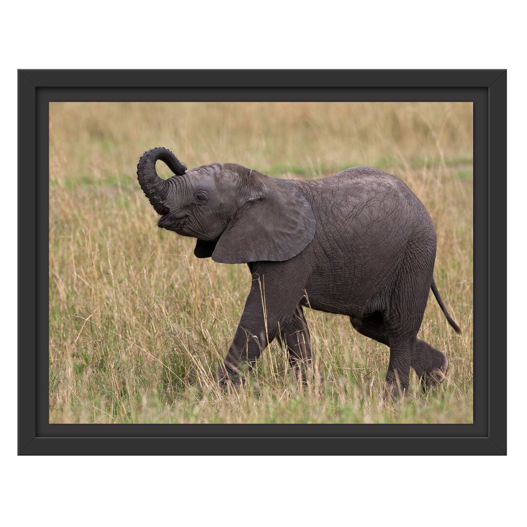 Gerahmter Fotodruck Little Baby Elephant