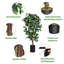 Plante de 72 po