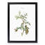 White Cedar Tree Branch by Pierre-Joseph Redoute - Framed Print-55612479-55612481