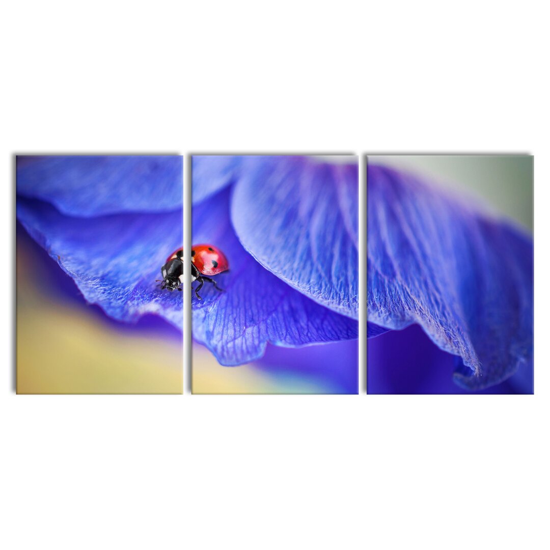 3-tlg. Leinwandbilder-Set Ladybird on Purple Flower