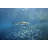 Blacktip Reef Shark-1567886663