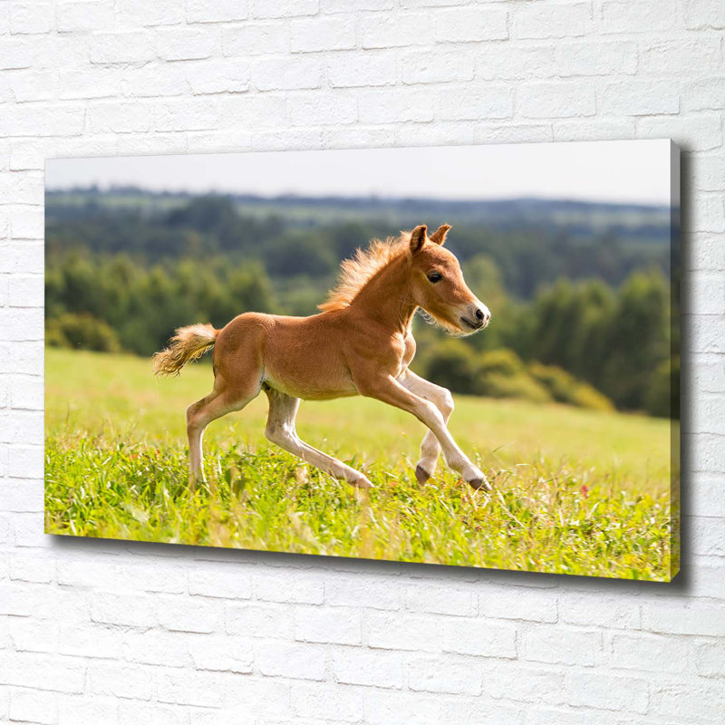 Foal In Gallop - Wrapped Canvas Print