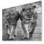 Photographie "lions en noir et blanc" à l’animal-35124188-35124193