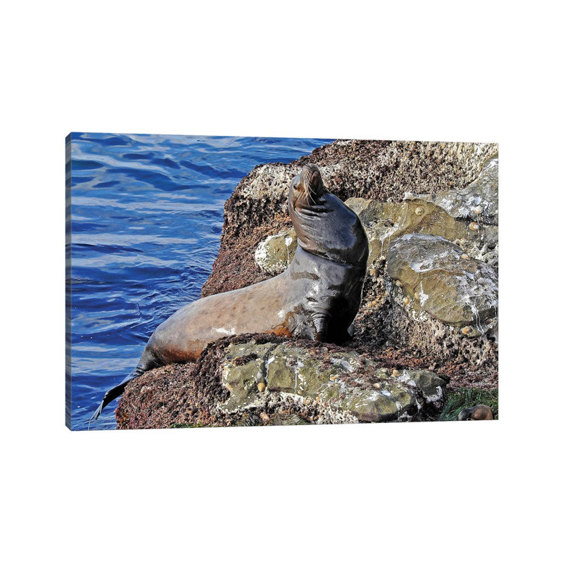 Sea Lion by Brian Wolf - Wrapped Canvas Gallery-Wrapped Canvas Giclée, 20.32cm H x 30.48cm W