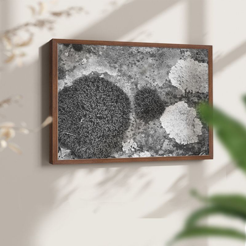 Found Textures XIX - Reproduction encadrée - Restickable, H 22 po x l 28 po, Noyer