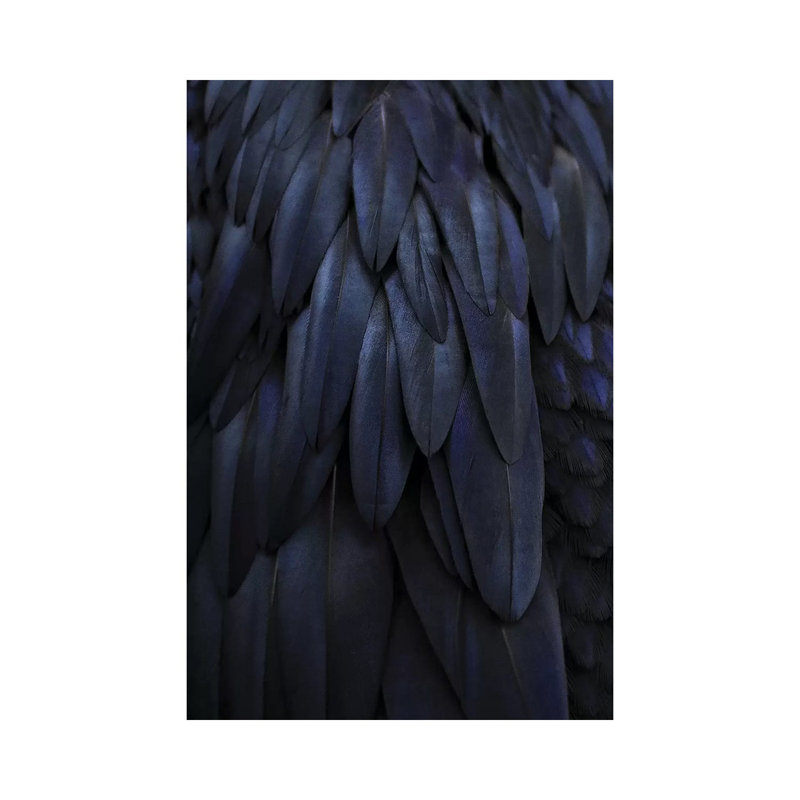 Feathers Dark Blue by Monika Strigel - Wrapped Canvas Print, 20.32 cm H x 30.48 cm W