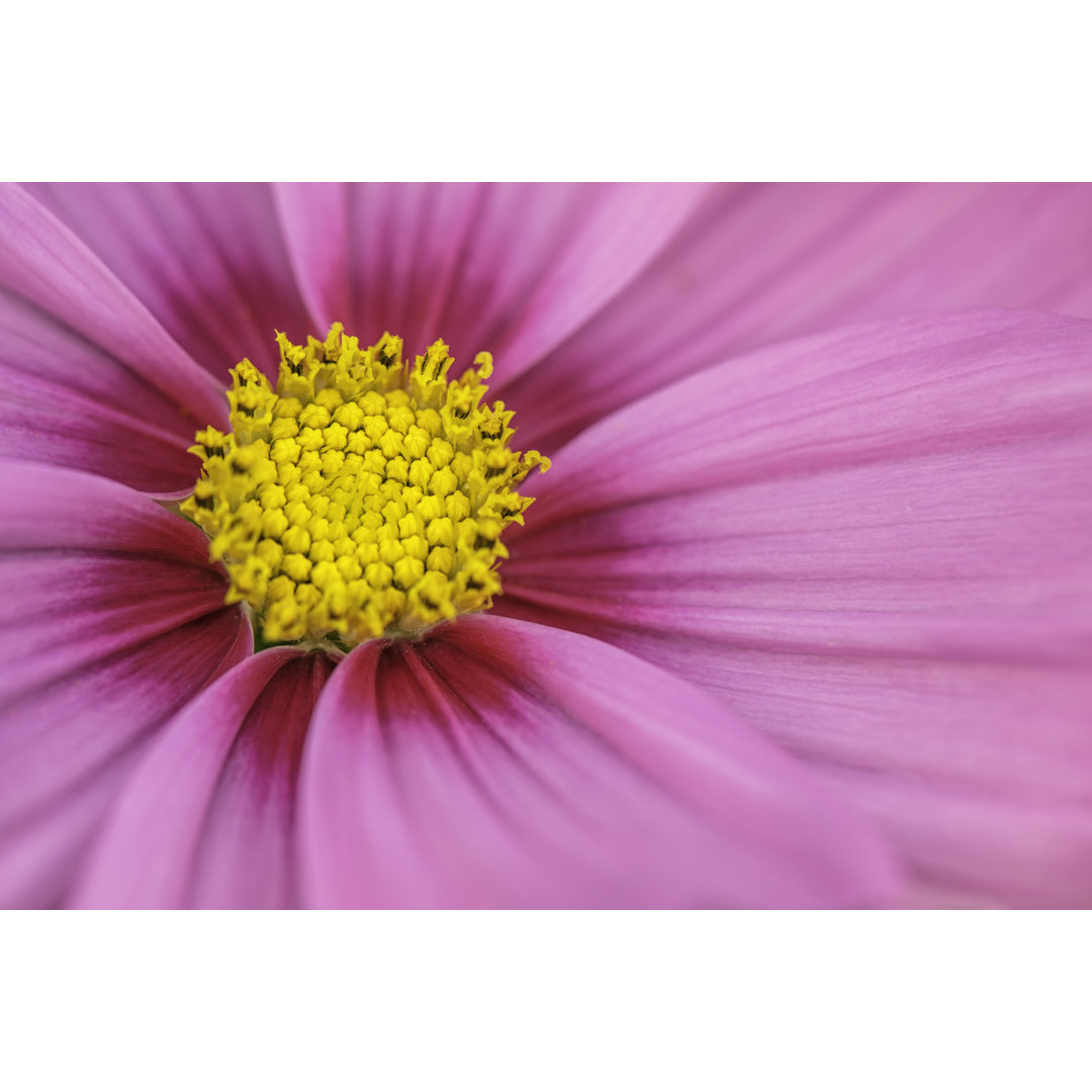 Rosa und lebendige Blume in Blüte von Marcus Lindstrom - Leinwanddrucke